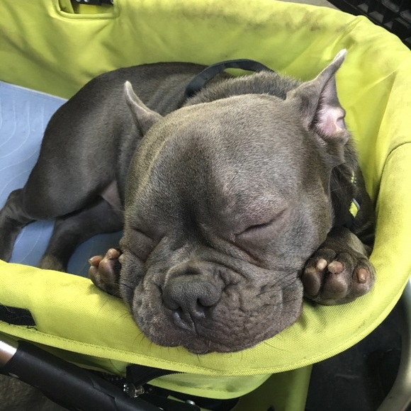 NOT FOR SALE and PET FREE HOME!!! ๐๐ค๐ - Picture 8 of 8